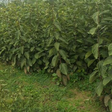 黑枣苗，软枣苗，0.5粗～8公分的软枣树，占地黑枣树，