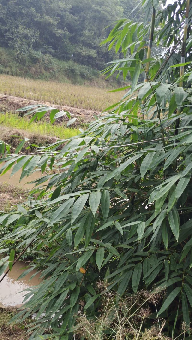 粽子叶现货，随时看货，每一片都由人采摘