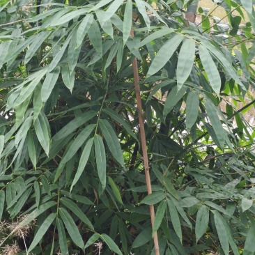 粽子叶现货，随时看货，每一片都由人采摘