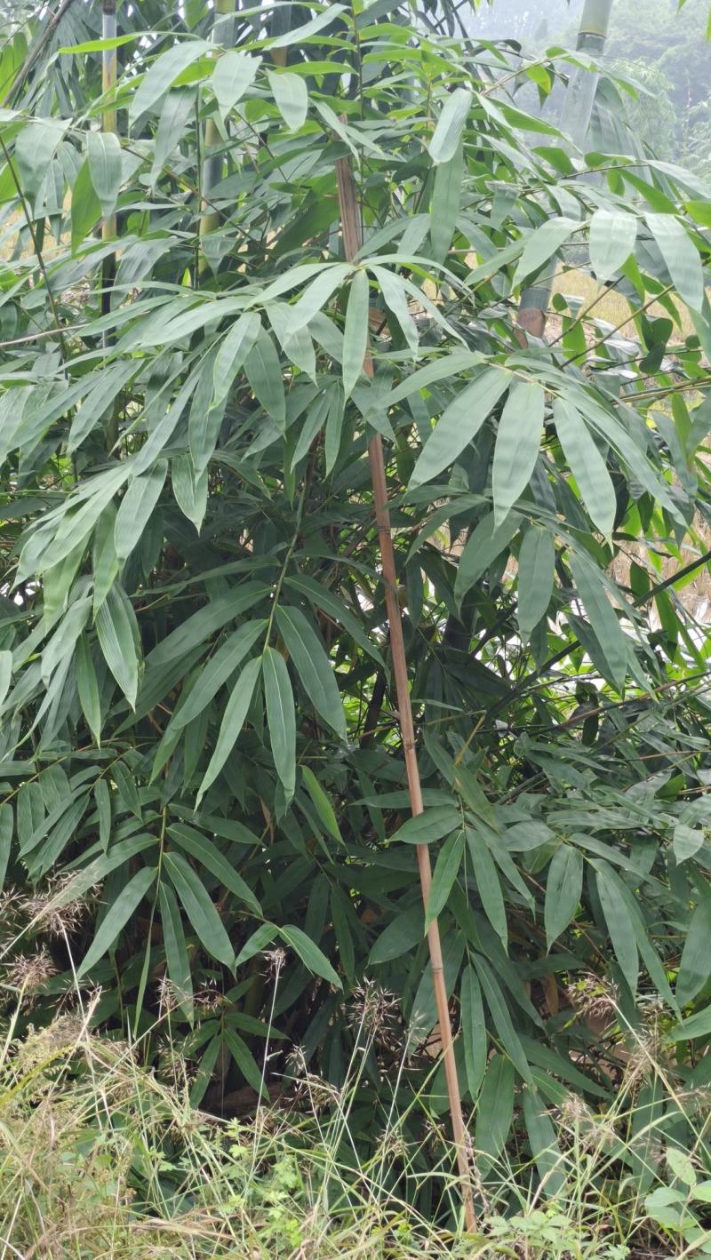 粽子叶现货，随时看货，每一片都由人采摘
