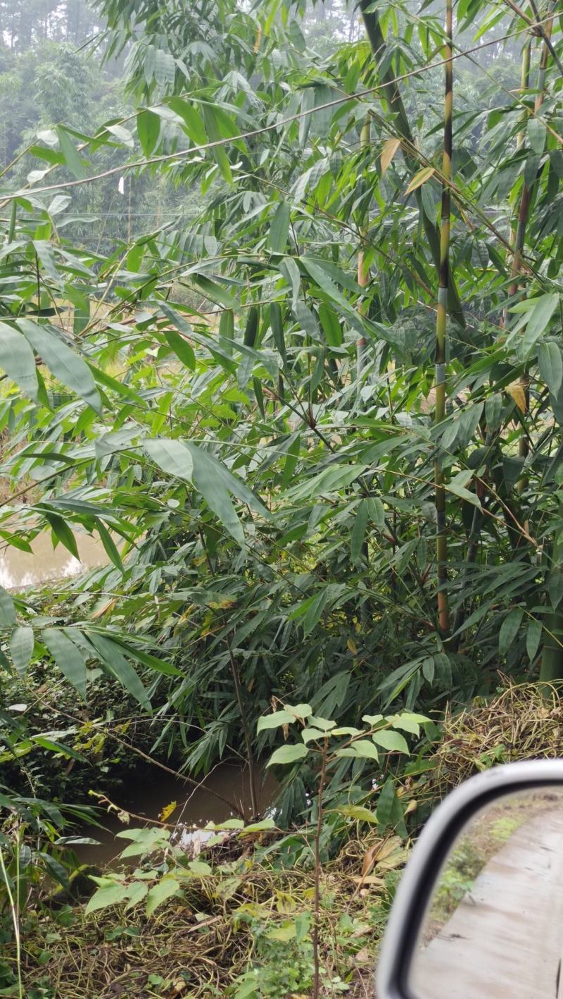 粽子叶现货，随时看货，每一片都由人采摘