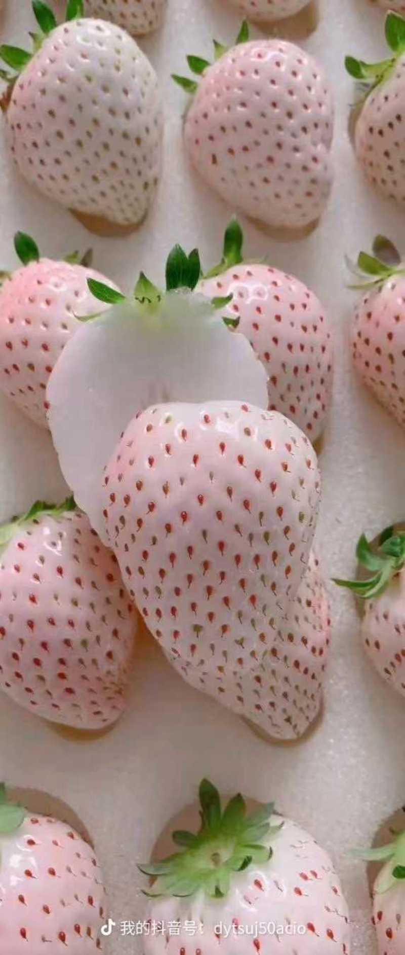 天使八号，淡雪，梦之莹系列白草莓，草莓中的贵族