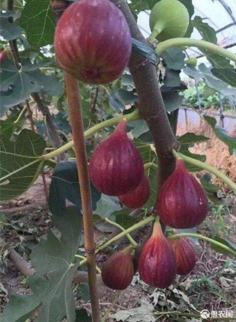 无花果苗，一手货源，品种纯正营养丰富，丰产性强，强力推荐