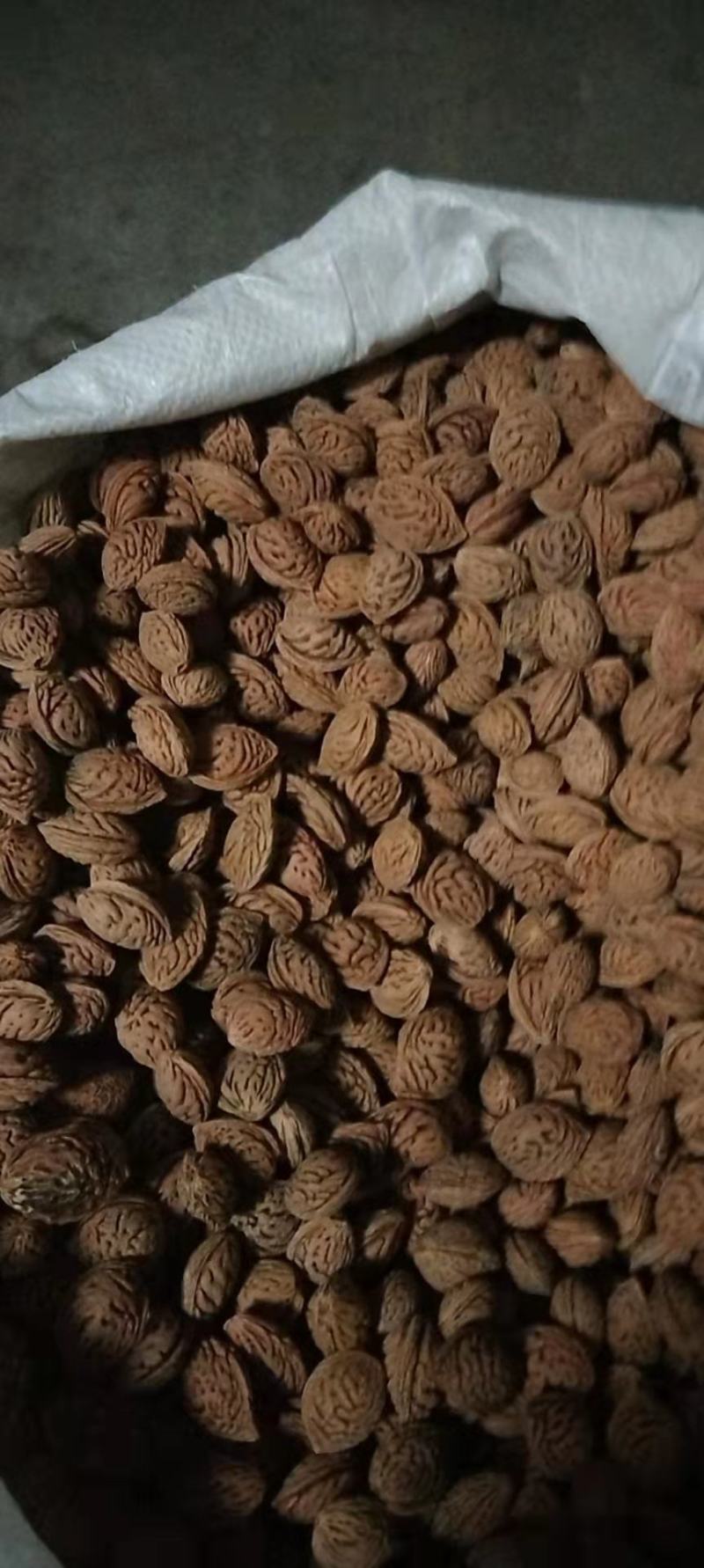黑枣种子嫁接柿子也可以做经济林绿化黄山这里多