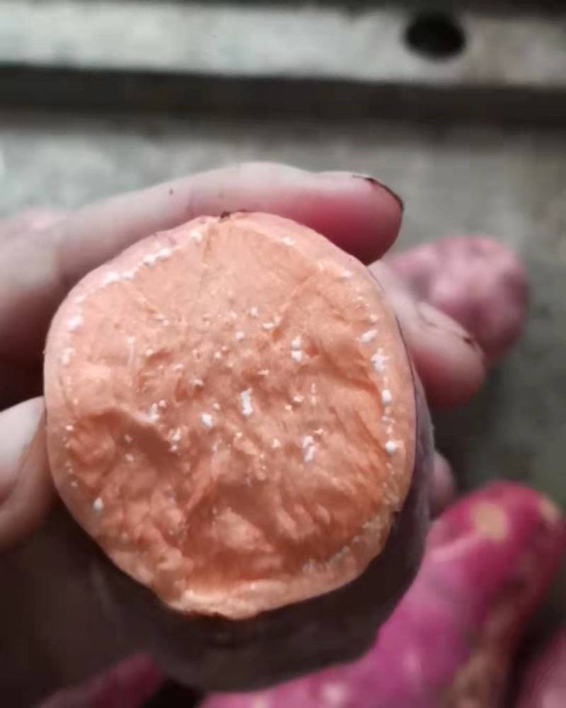 红薯商品薯黄心3两以上，地瓜，香薯