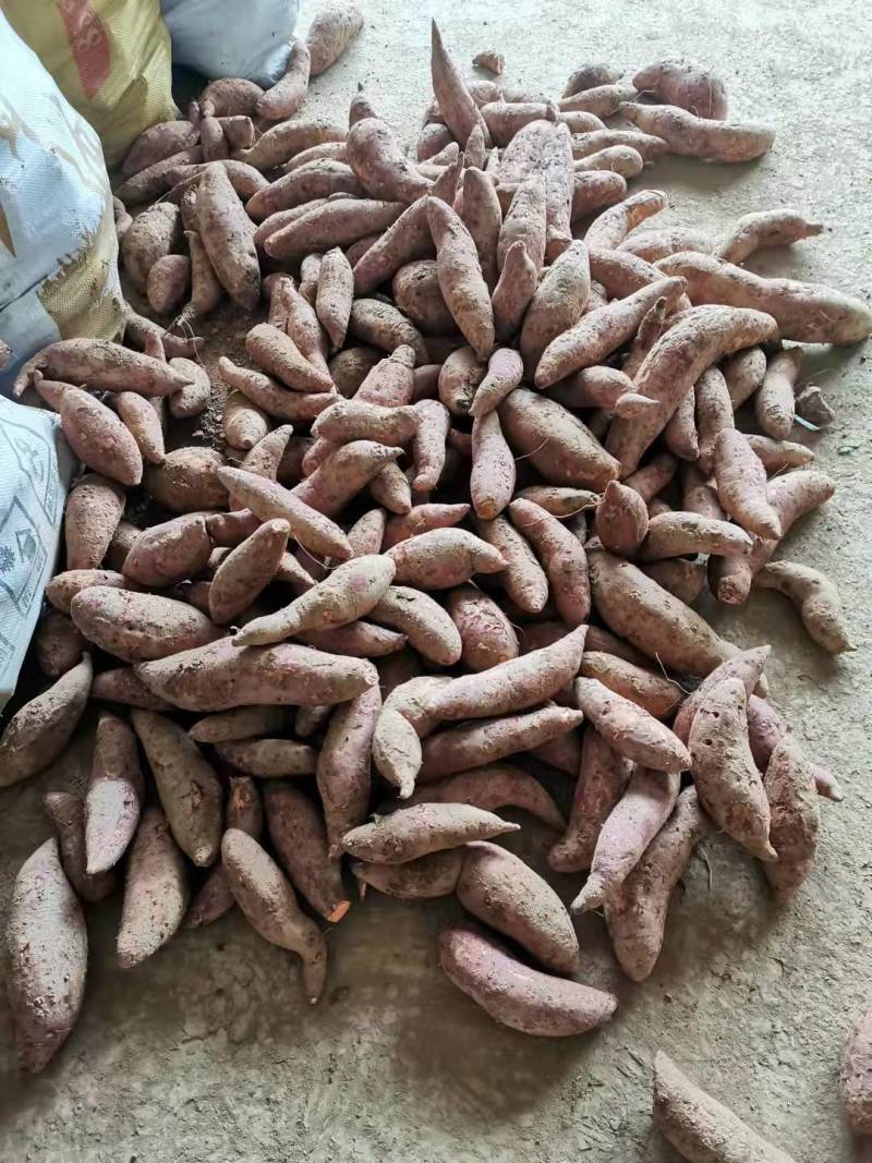 红薯商品薯黄心3两以上，地瓜，香薯