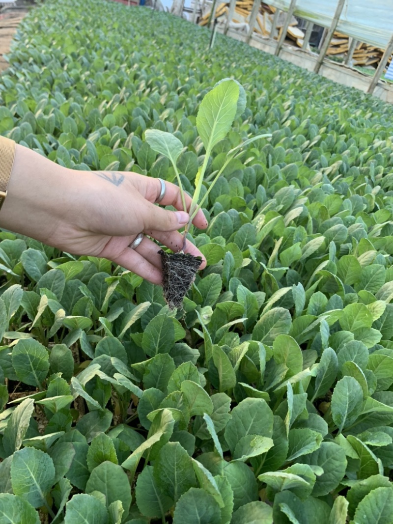 松花苗青花苗青梗松花苗抗寒抗病根系发达苗状整齐