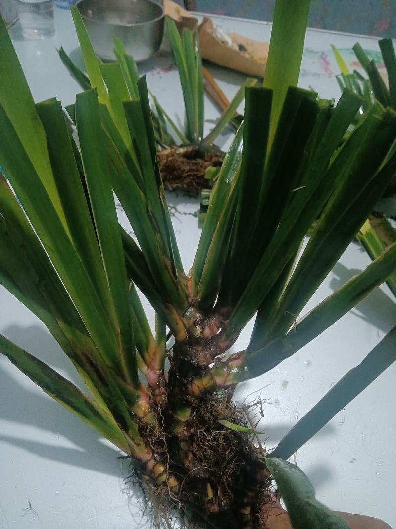 大量供应深山石菖蒲苗
