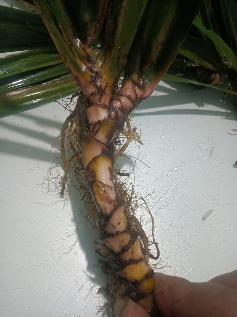 大量供应深山石菖蒲苗