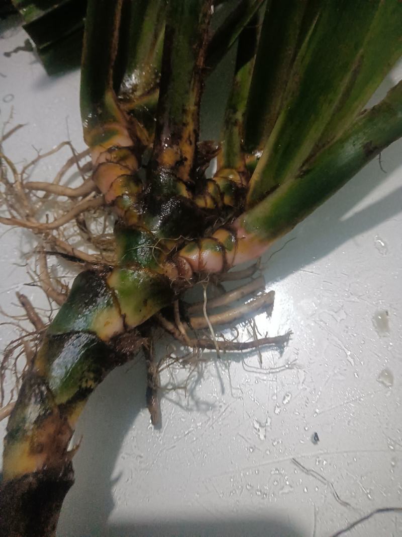 大量供应深山石菖蒲苗
