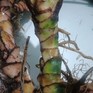 大量供应深山石菖蒲苗