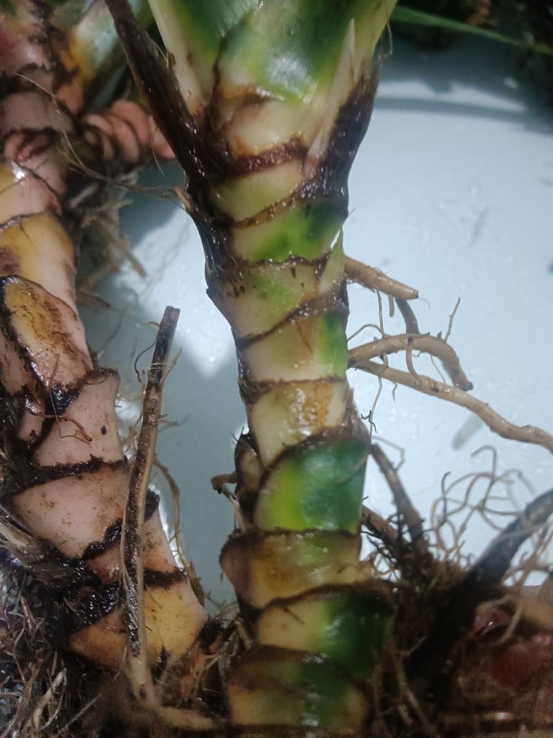 大量供应深山石菖蒲苗