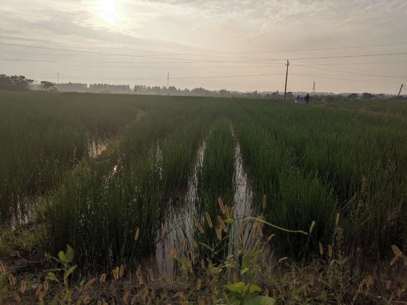 江西马蹄，基地直供，供应稳定，欢迎咨询合作