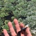 湖南特产黑色老菱角，药食同源粉糯凌角，欢迎联系采购