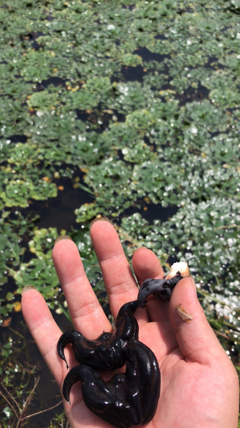 湖南特产黑色老菱角，药食同源粉糯凌角，欢迎联系采购