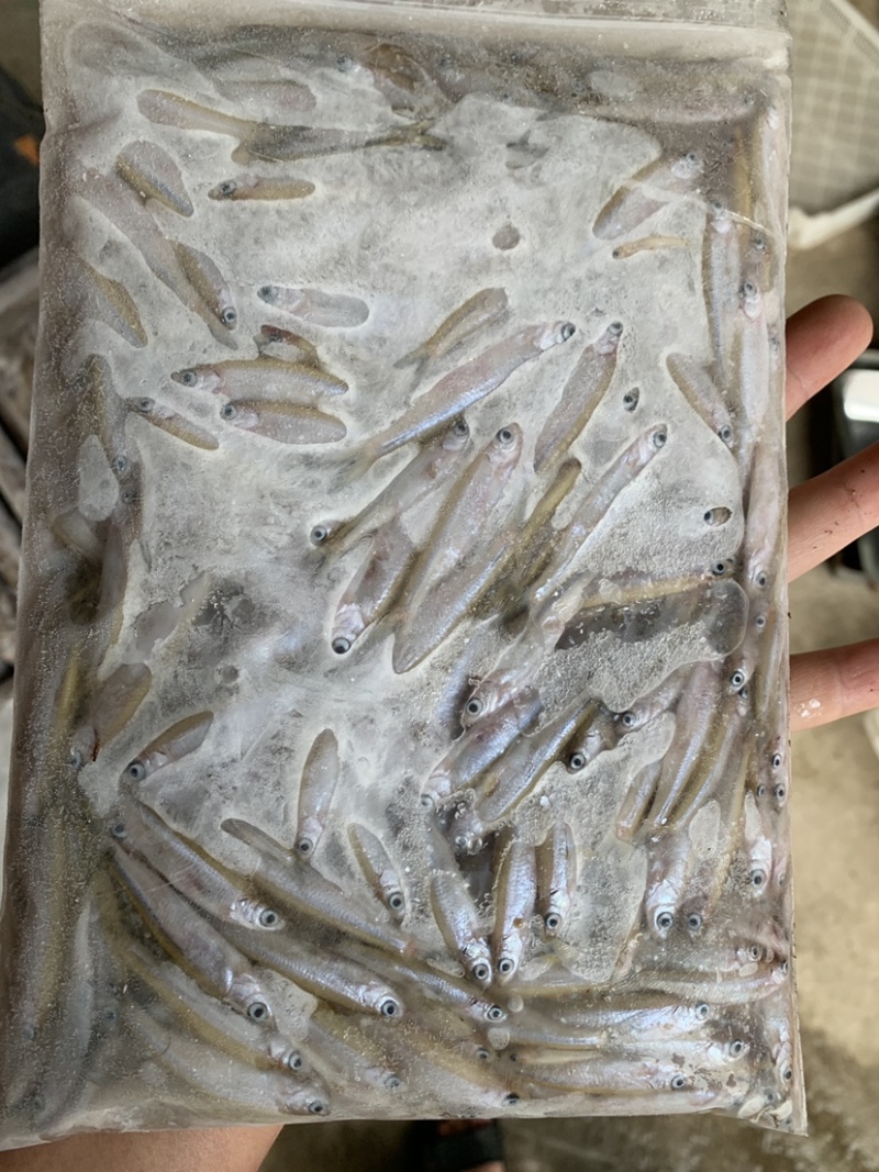 小条白肖鱼，一手货源，四季有货，饮用水小鱼