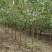 山杏树，杏树，0.5粗～6公分山杏树，1～15公分杏树