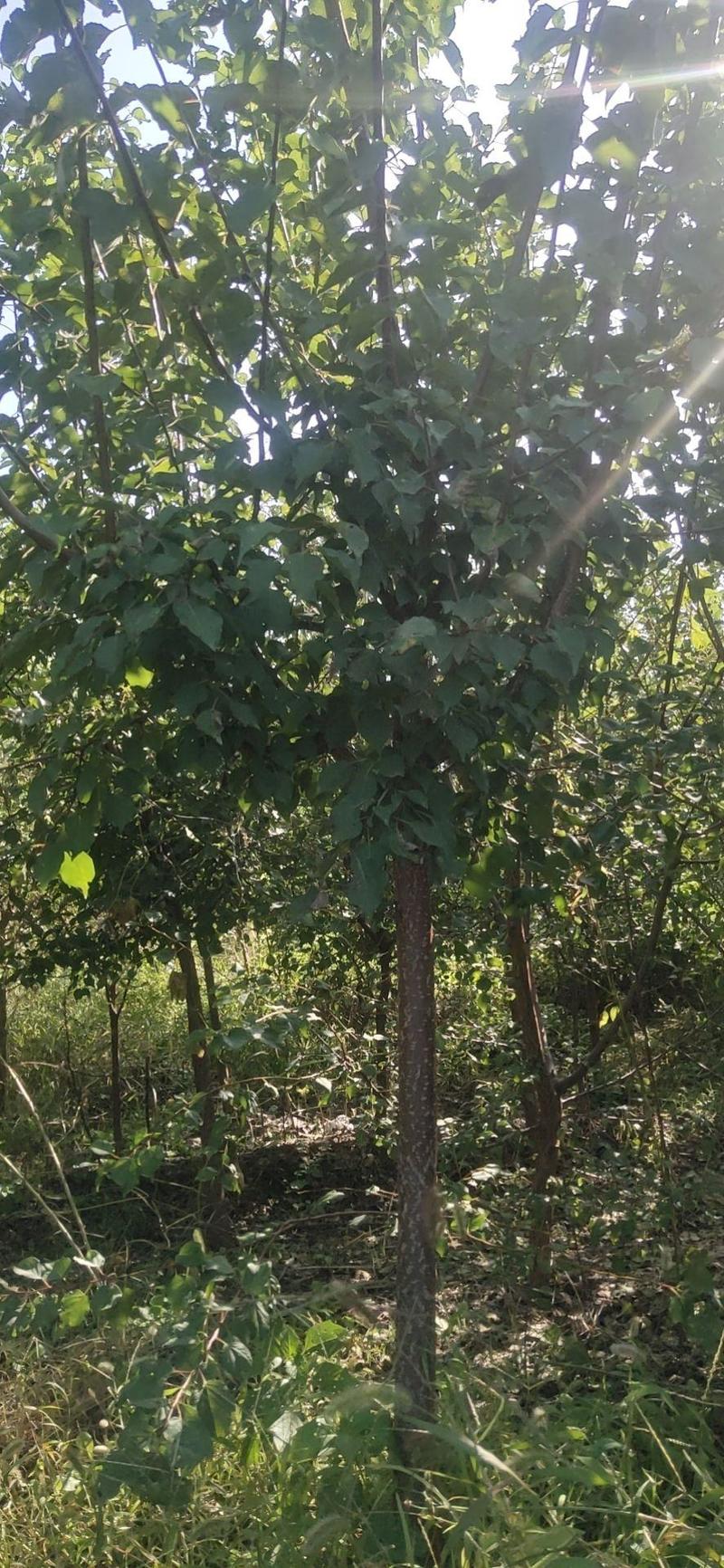 山杏树，杏树，0.5粗～6公分山杏树，1～15公分杏树