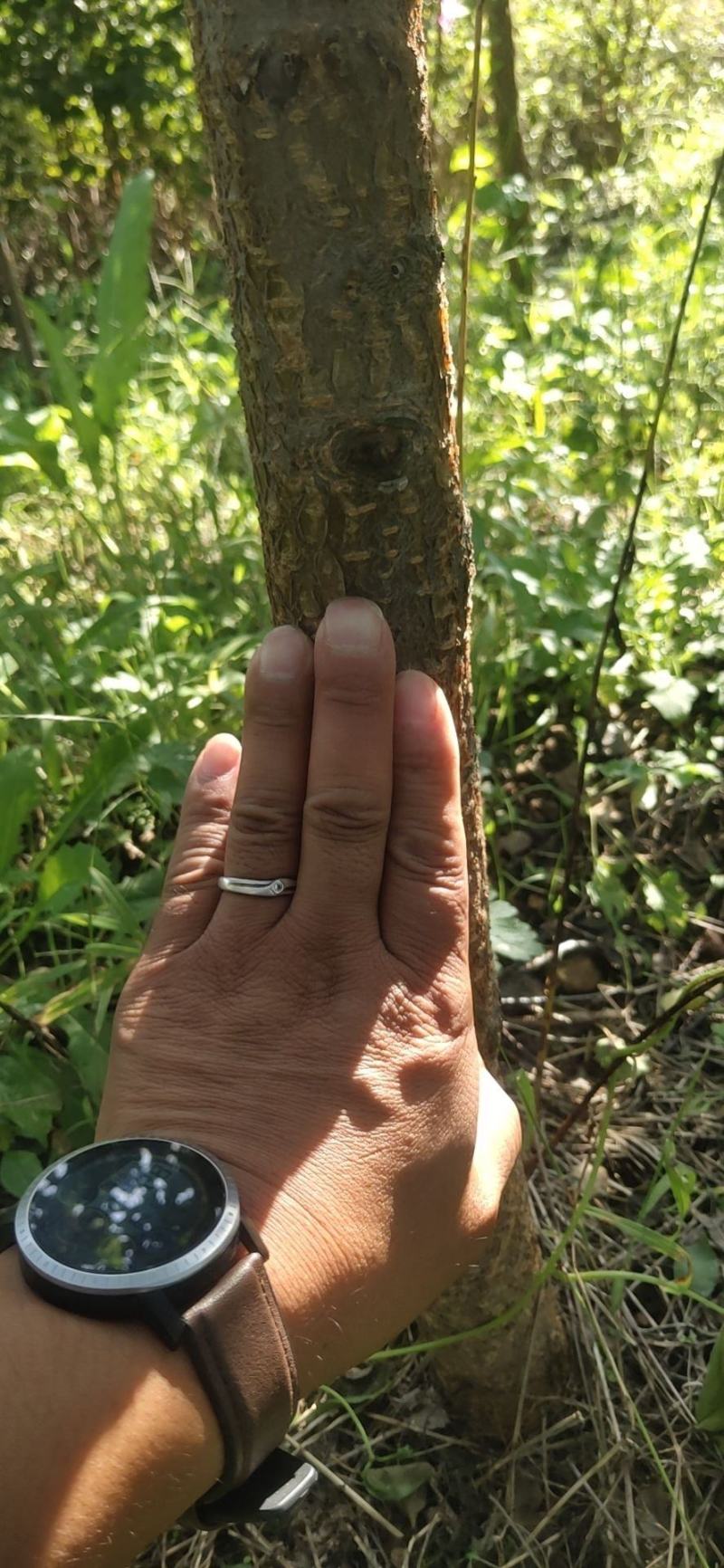 山杏树，杏树，0.5粗～6公分山杏树，1～15公分杏树
