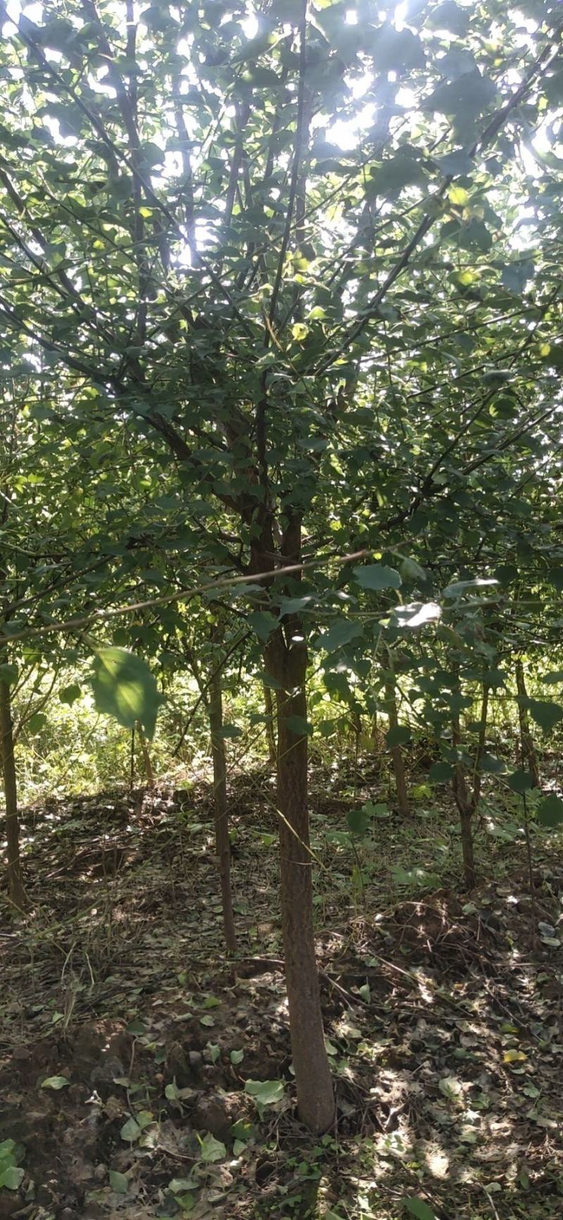 山杏树，杏树，0.5粗～6公分山杏树，1～15公分杏树