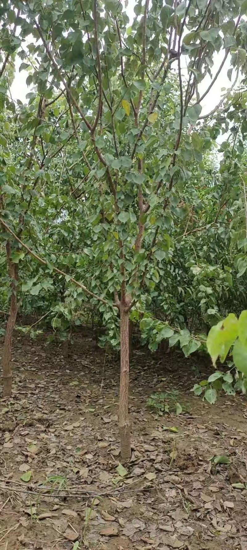 山杏树，杏树，0.5粗～6公分山杏树，1～15公分杏树