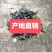 菱角种子菱角种苗菱角种菱角苗青菱角