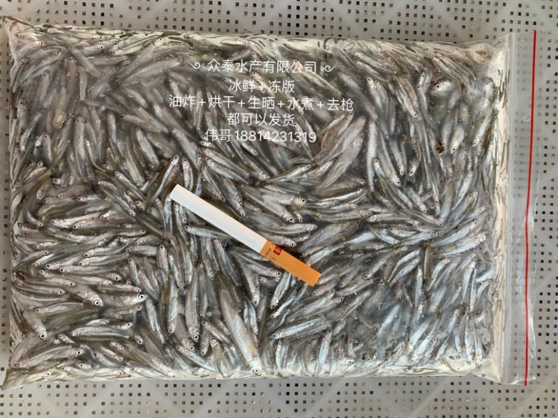 小条白肖鱼，一手货源，四季有货，饮用水小鱼