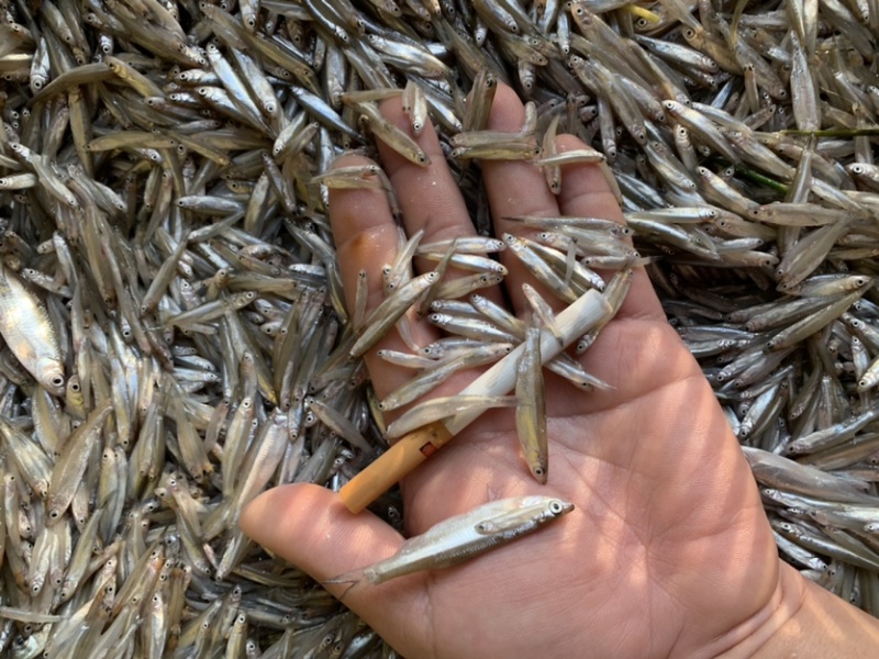 小条白肖鱼，一手货源，四季有货，饮用水小鱼