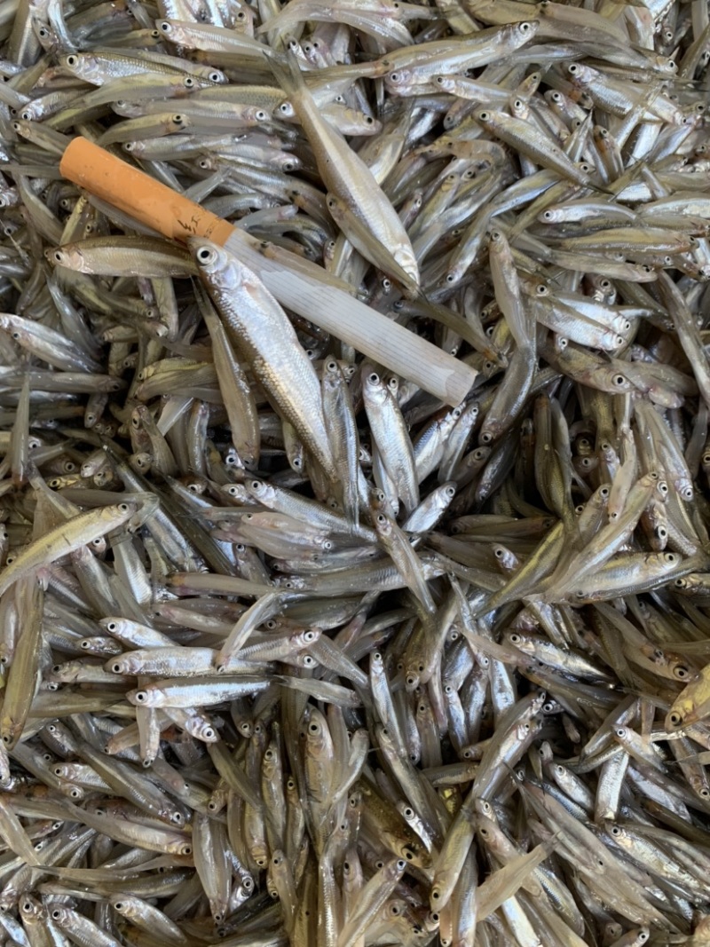 小条白肖鱼，一手货源，四季有货，饮用水小鱼