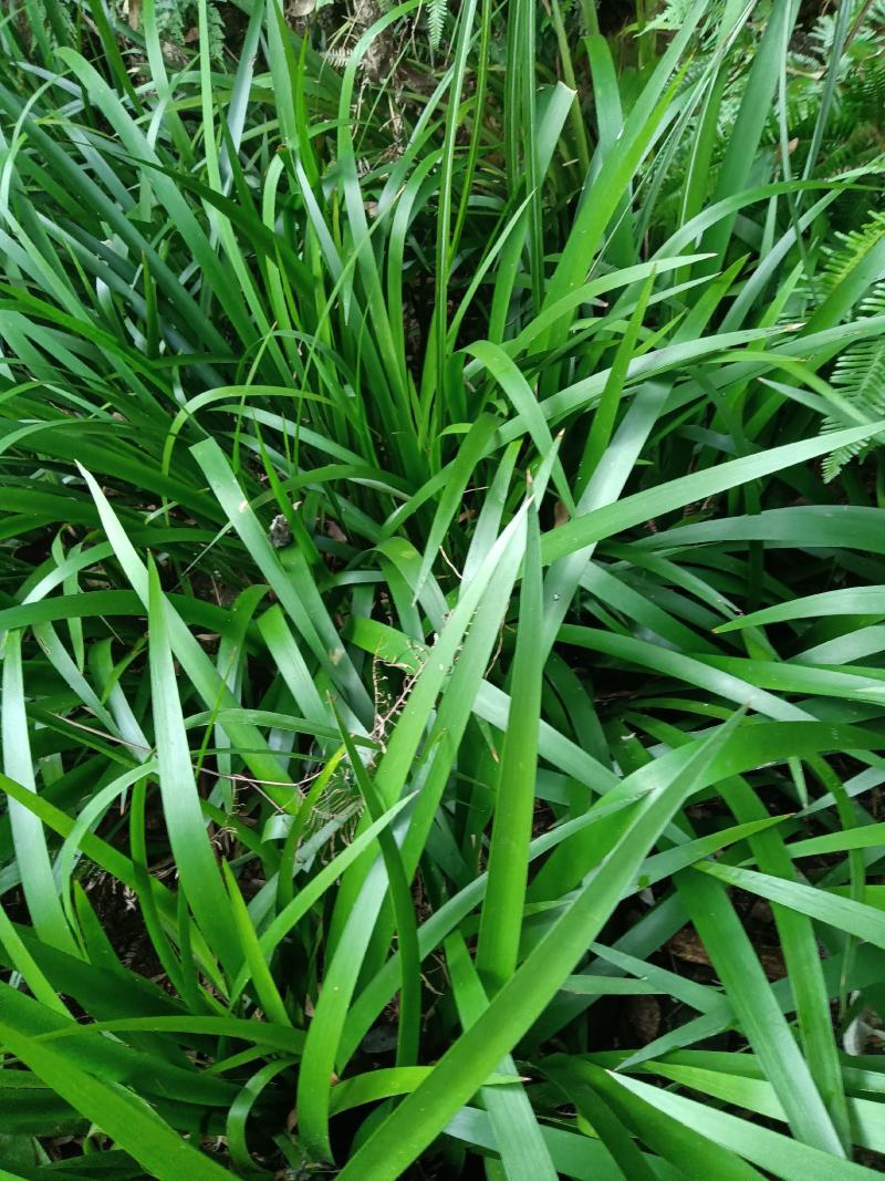 大量供应深山石菖蒲苗