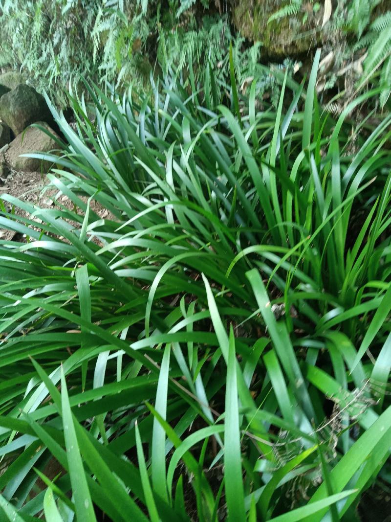 大量供应深山石菖蒲苗
