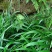 大量供应深山石菖蒲苗