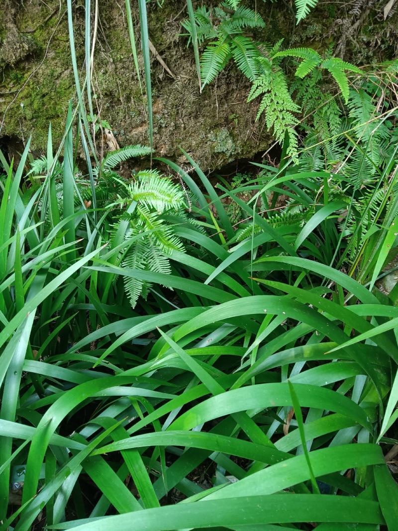 大量供应深山石菖蒲苗