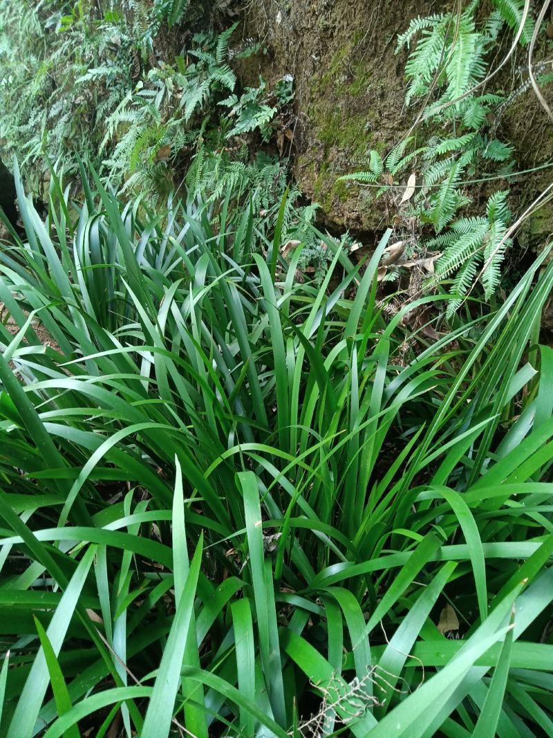 大量供应深山石菖蒲苗