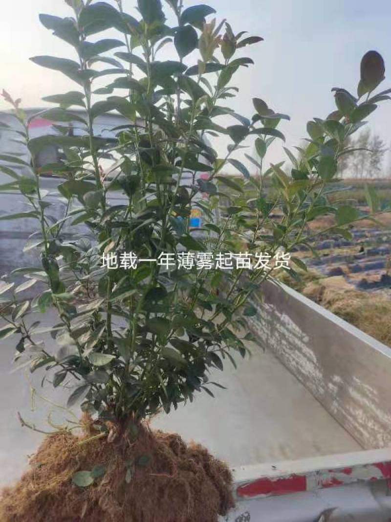 窄冠侧柏种子侧柏种子发芽率高2021年新侧柏种子35元