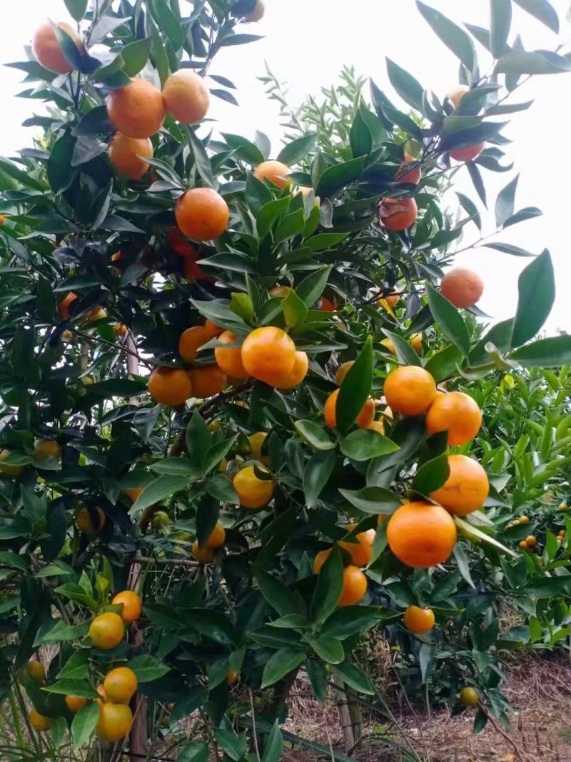 东方红桔
