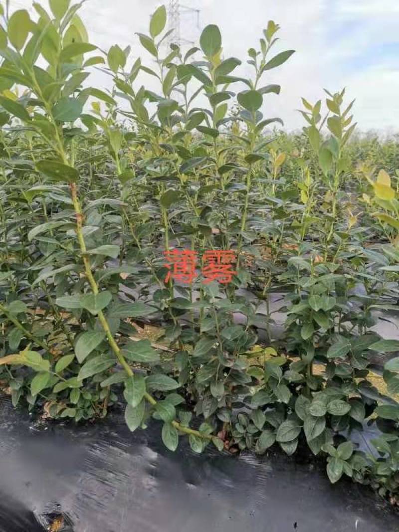 蓝莓苗2年以上地栽蓝莓苗新品种绿宝石蓝莓苗有花芽