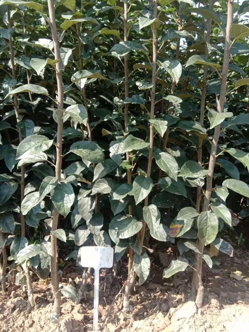 蓝莓苗2年以上地栽蓝莓苗新品种绿宝石蓝莓苗有花芽