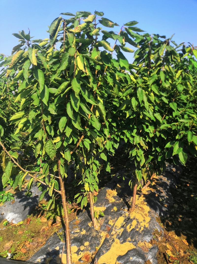 蓝莓苗2年以上地栽蓝莓苗新品种绿宝石蓝莓苗有花芽