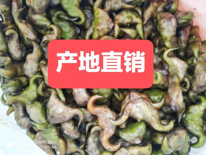 大青菱角牛角菱老菱角弯菱角牛角菱角