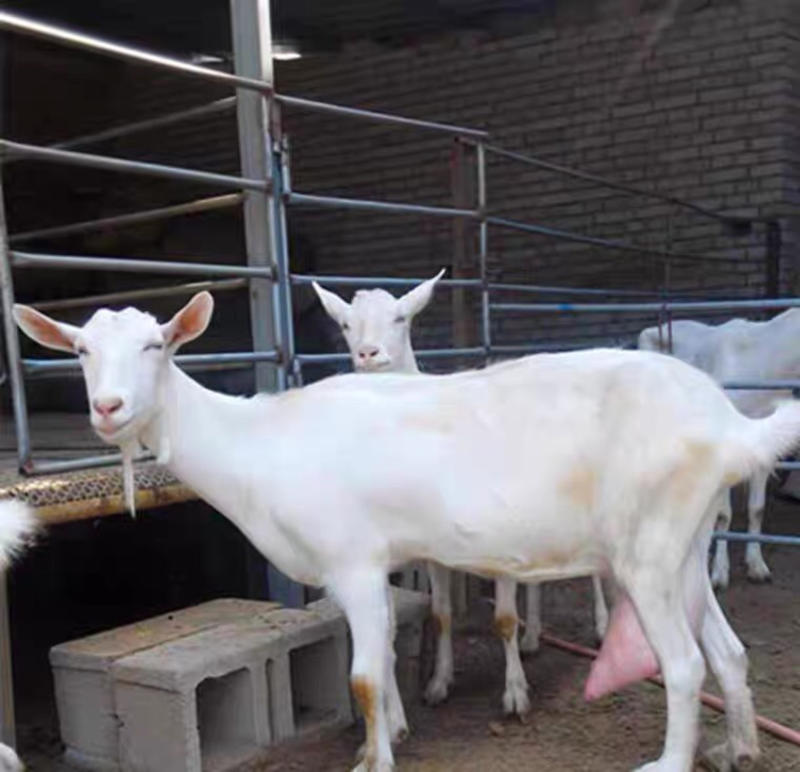 【纯种】萨能奶山羊怀孕母羊羊崽种羊18年老厂