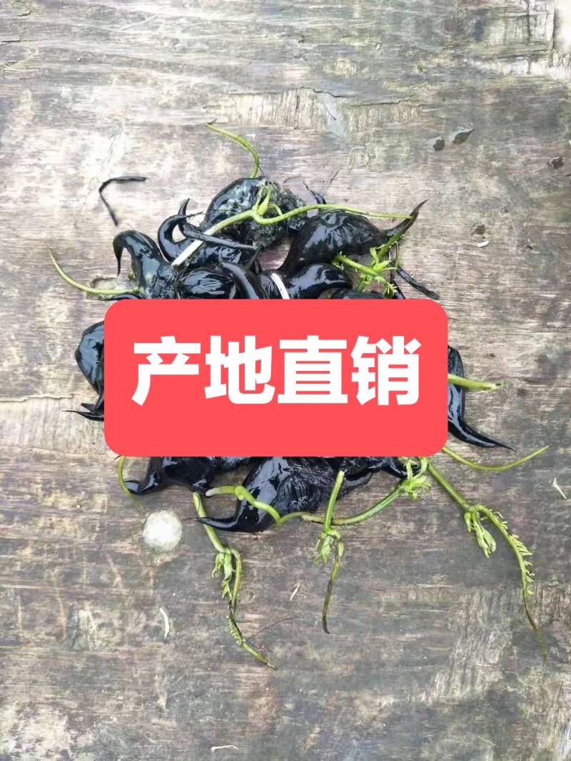菱角种苗湖北黄冈大别山区新鲜种子