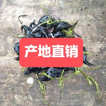 菱角种苗湖北黄冈种子种苗青菱角牛角菱角弯菱角