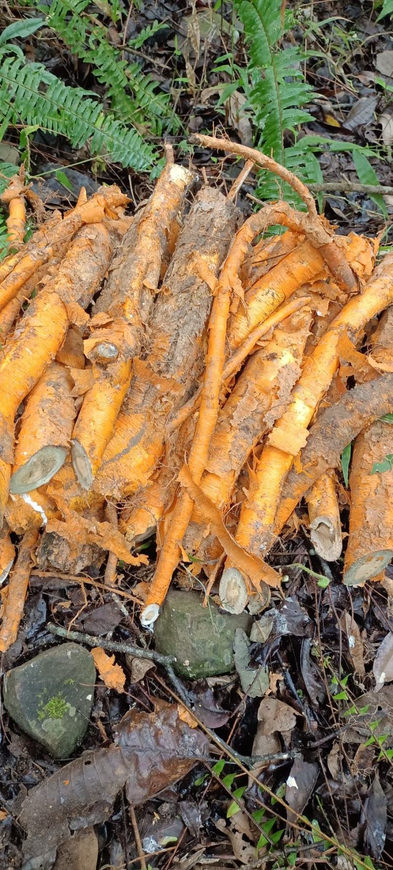 野生红穿破石根条，质量好，要货上山现采。