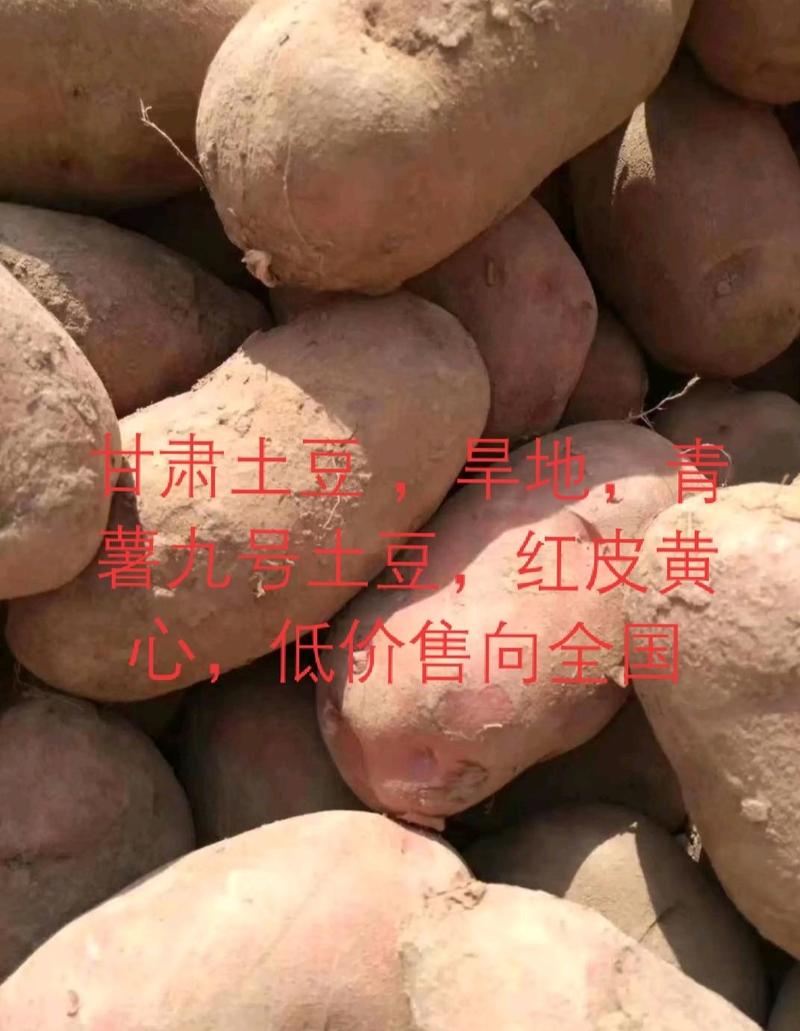【臻实惠蔬菜】临洮土豆，临洮青薯九号土豆，四两以上通货。