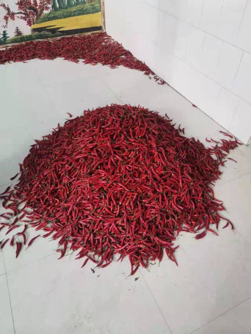 甘肃靖远-优质朝天椒-八分湿度