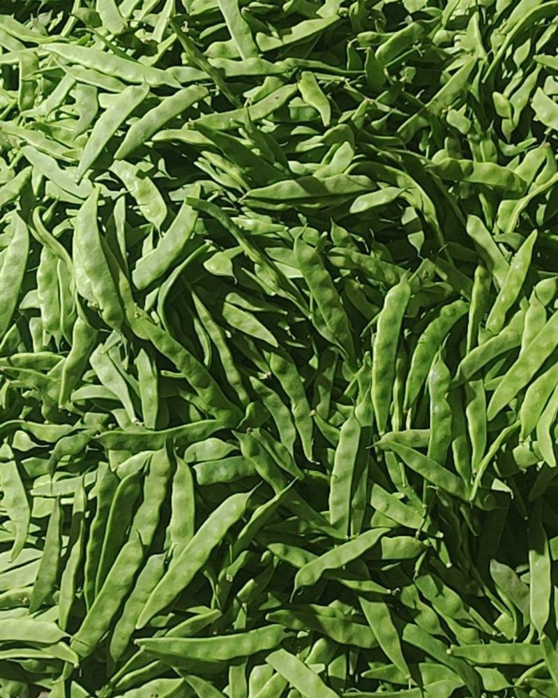云南元谋精品油豆角将军一点红豆角豆角产地直发