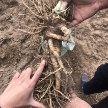 甘肃肉独活鲜货随时起挖，有需要联系，