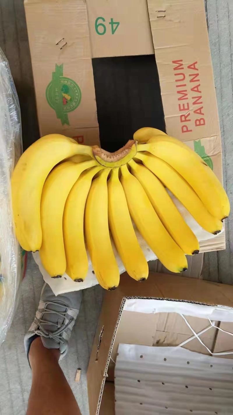 广东湛江遂溪粉蕉欢迎来电咨询支持视频看货