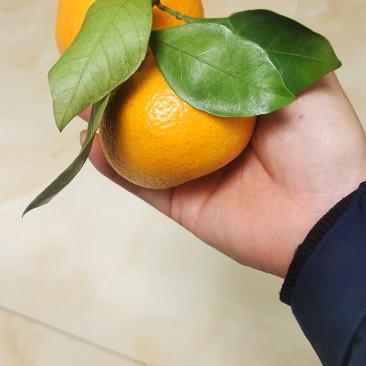 蜜橘